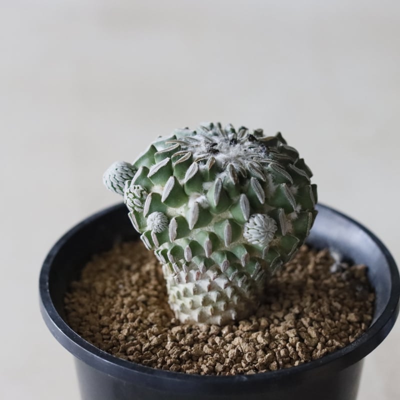 Pelecyphora aselliformis / 精巧丸 (2.5号鉢) no.913/