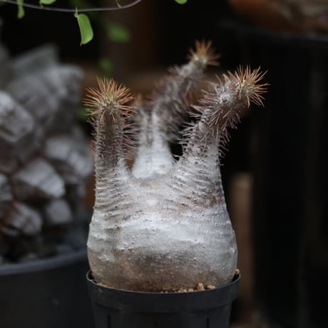 パキポディウム  グラキリス／Pachypodium  gracilius  no.11505