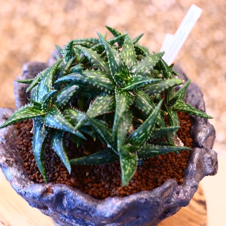 Aloe jucunda × 陶器鉢　no.11435