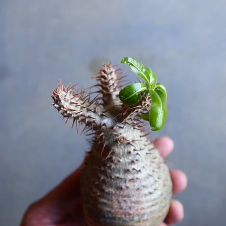 パキポディウム グラキリス   Pachypodium rosulatum var. gracilius no.110325