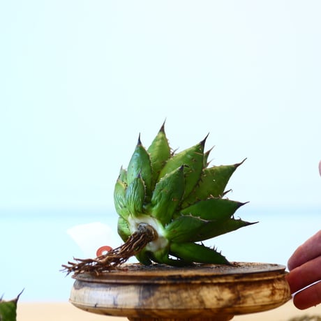 Agave horrida / Style of Chika   no.1015/84