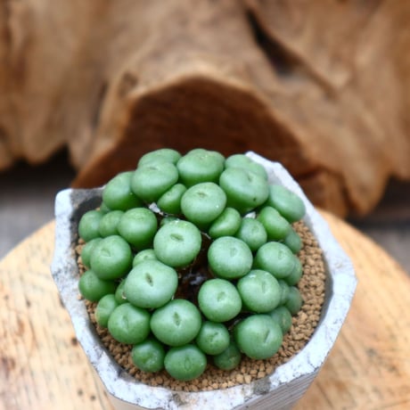 コノフィツム ペアルソニー / Conophytum  pearusoni       no.31224