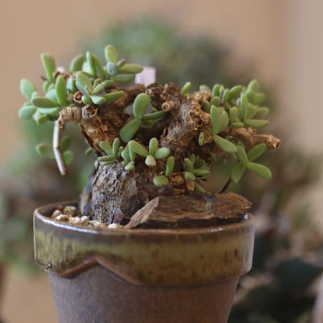 Ceraria pygmaea × YAMABACHI var. Masao Akutsu   no.818120