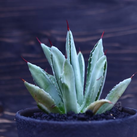 アガベ   キュービック　Agave potatorum f.monstrosa 'cubic'    no30617