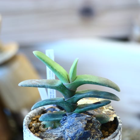 YAMABACHI ver. takero pot  × Gasteria rawlinsonii   no.1119-6