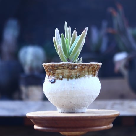 カランコエ ビッテリ　Kalanchoe bitteri   no.22818