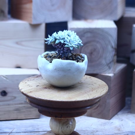ダドレア グリーニー Dudleya greenei  no.31407