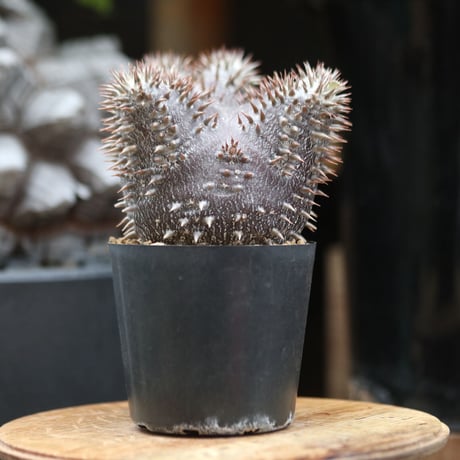 パキポディウム  恵比寿大黒  実生／Pachypodium  Densicaule    no.11507