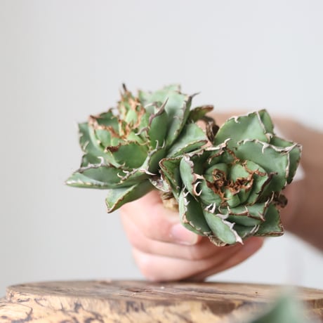 Agave titanota filigree Devil/ Style of Chika　no.42136