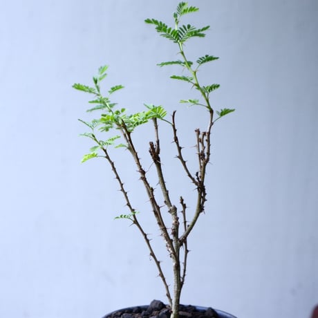 アカシア   トルティリス       Acacia tortilis      no.102715