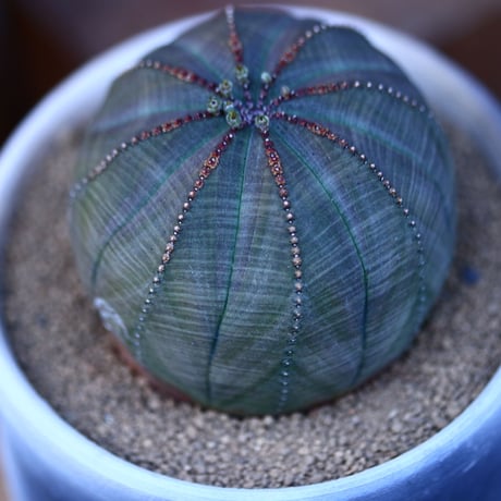 ユーフォルビア  オベサ／Euphorbia obesa    no.13018