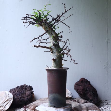 コミフォラ　エミニー　 Commiphora eminii　no.90823