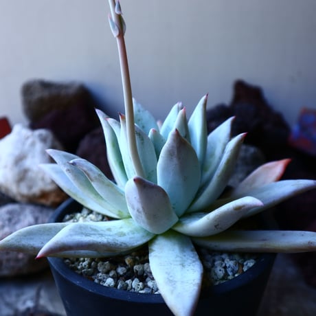 エケベリア  メキシカンジャイアント   Echeveria colorata 'Mexican Giant'.   no.32216