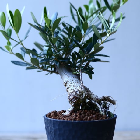 オリーブ　Olea europaea　 no.110844-3