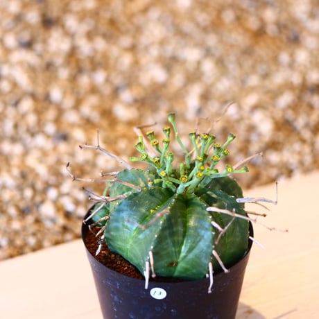 ユーフォルビア  バリダ / Euphorbia valida    no.41613
