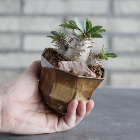 Pachypodium makayense × P＆A(3号)  no.706-33