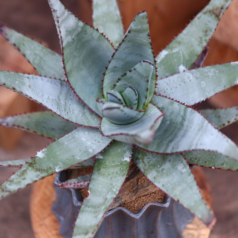 アロエ コニフェラ / Aloe conifera no.31954 | 芽の巣山