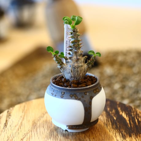 たけろうポット × Pachypodium baronii var. windsorii    no.102215