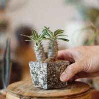 たけろうポット / ちぎり/ 白サビ / ツブ / S no.211-20 | 芽の巣山