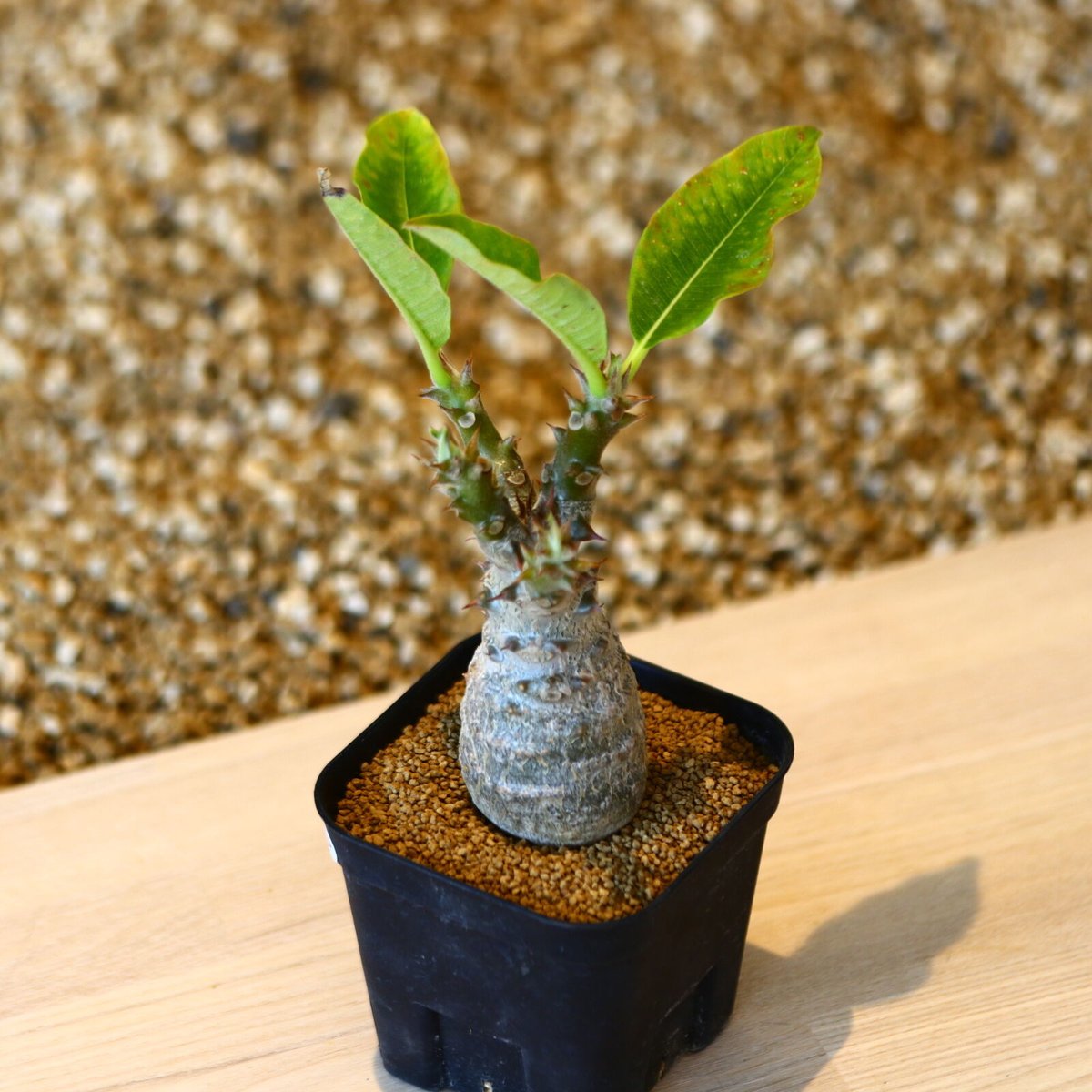 パキポディウム ウィンゾリー / Pachypodium baronii var. winds