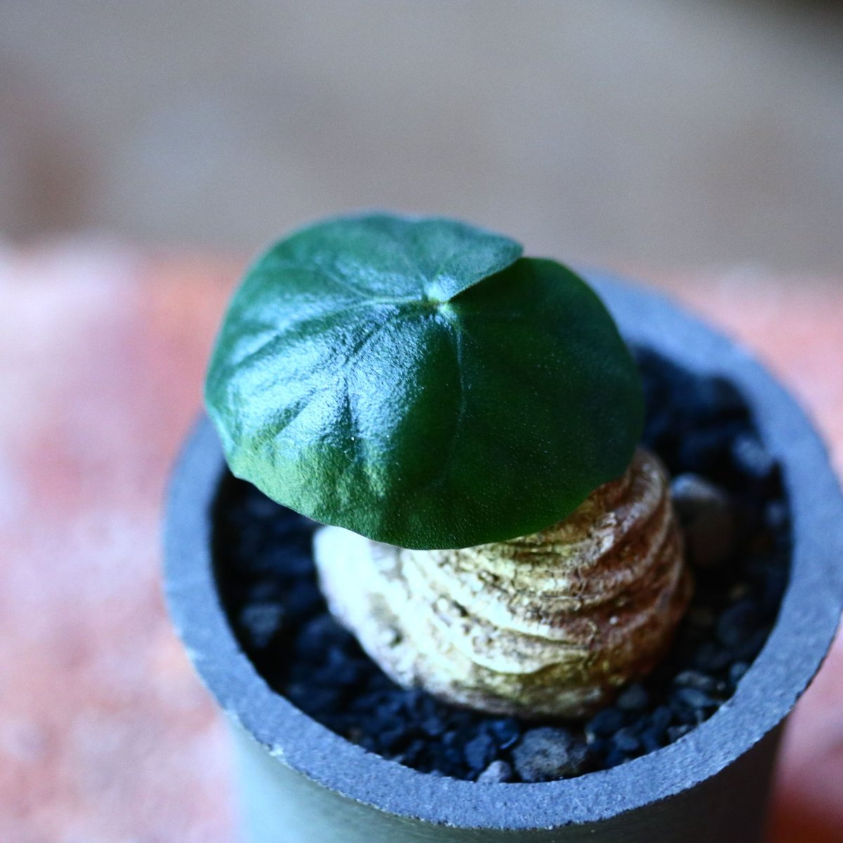 ドルステニア バルミニアナ Dorstenia barminiana no.8160 ドルステニア バルミニアナ Dorstenia barminiana no.8160