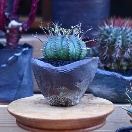 ユーフォルビア  バリダ    Euphorbia valida     no.32118