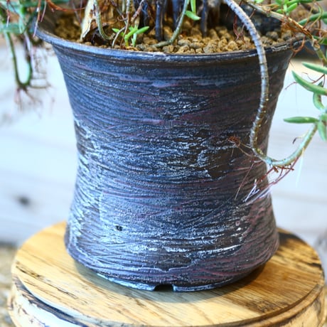 Crassula tetragona × joint pot   no.107112