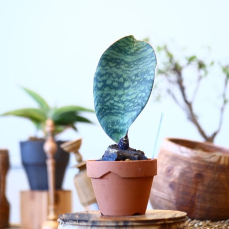 マッソニア | STORES