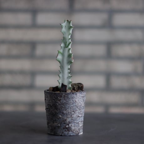 CATEGORY 2025/8/30 20:00~ | 芽の巣山