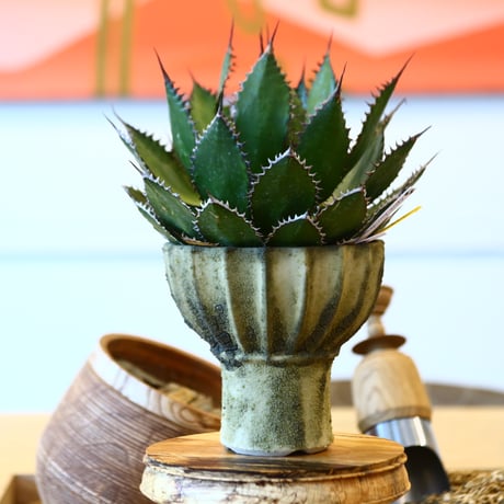 Agave horrida × soso    no.111265