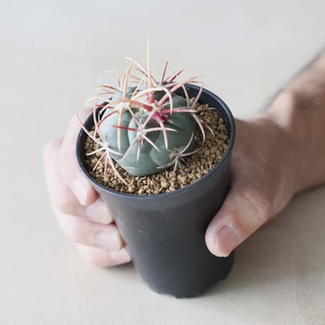 Thelocactus hexaedrophorus v. fossulatus / 緋冠竜 (2.5号鉢)  no.913/38