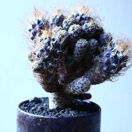 ツルビニカルプス 長城丸　 Turbinicarupus pseudomacrochele   no.121513