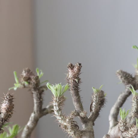 Pachypodium gracilius × Kazuhiro Arima / humanity pot (7.5号鉢)   no.420-46