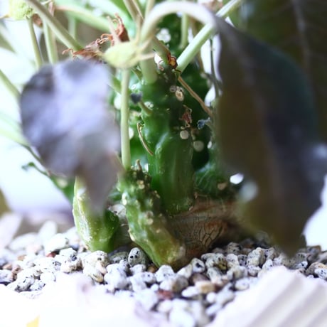 ドルステニア フォエチダ   Dorstenia foetida  no.006