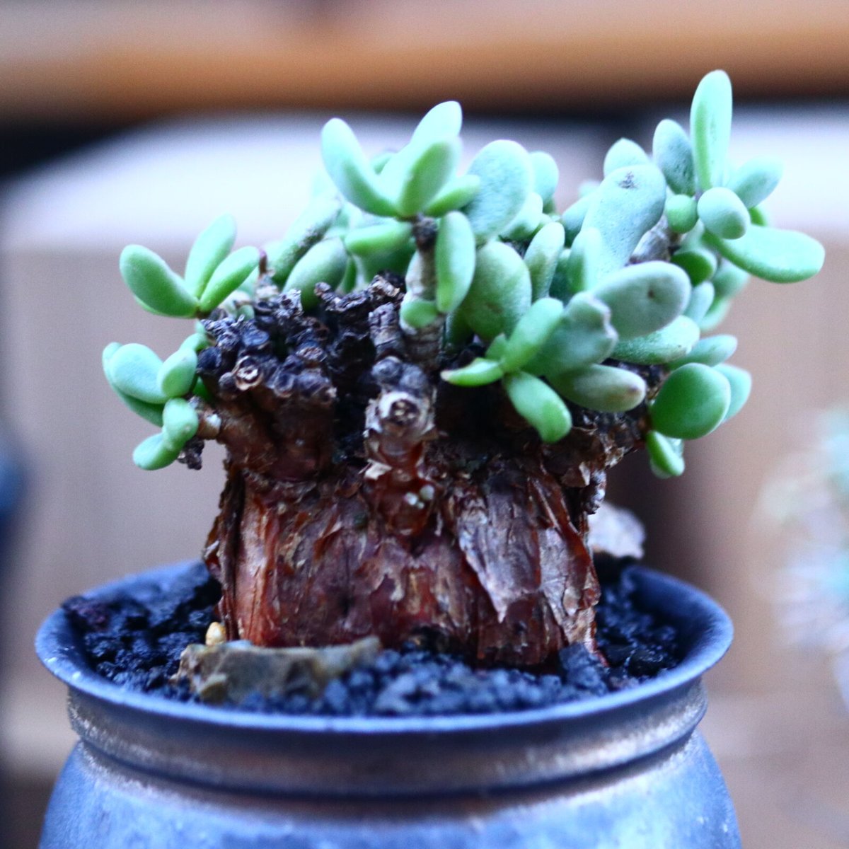 ケラリア ピグマエア／Ceraria pygmaea no.111438 | 芽の巣山