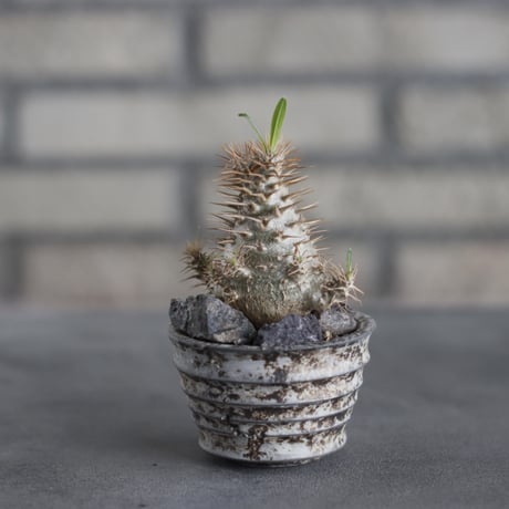 Pachypodium gracilius × takero pot (2.5号)  no.419/89