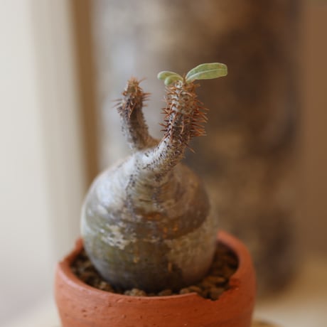 Pachypodium gracilius × N/OH  no.82546