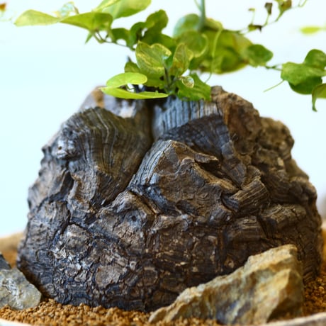 Dioscorea elephantipe × たけろうポット    no.111262