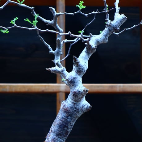 コミフォラ モンストローサ／Commiphora monstrosa   no.90521
