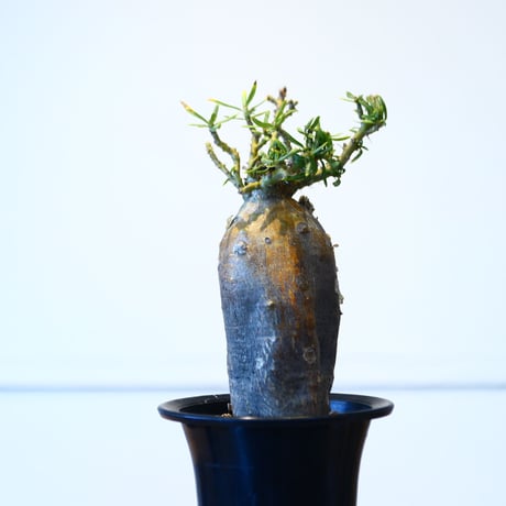 パキポディウム ビスピノーサム / Pachypodium bispinosum    no.51430