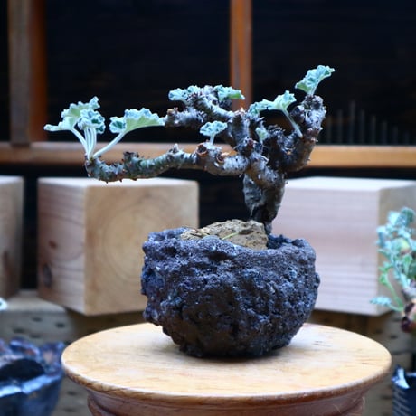 ぺラルゴ二ウム   エキナツム／Pelargonium  lechinatum   no.70432