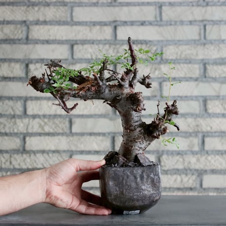 Commiphora boranensis × Shu Hirai (4号)  no.1019/5