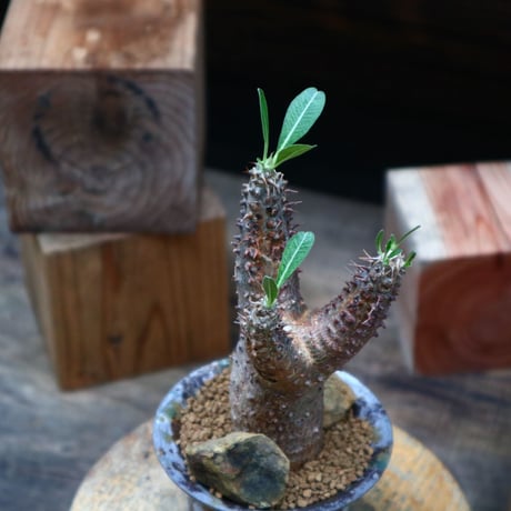 パキポディウム  マカイエンセ／Pachypodium Makayense    no.80764