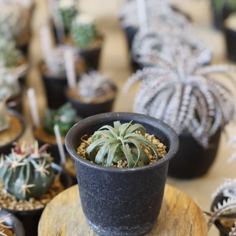 Dyckia rariflore (It’s most likely a D.remotiflora) (3号鉢)  no.1226/50