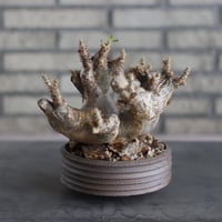 Pachypodiu makayense × PEMONE(5.5号)  no.524/12