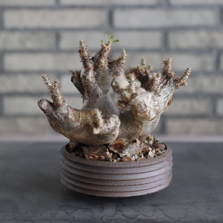 Pachypodiu makayense × PEMONE(5.5号)  no.524/12
