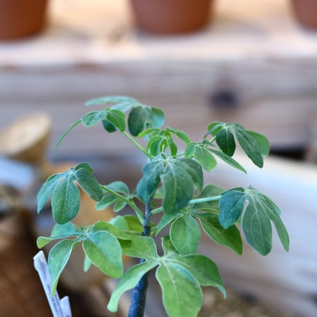 YAMABACHI × Adenia glauca    no.1119-18