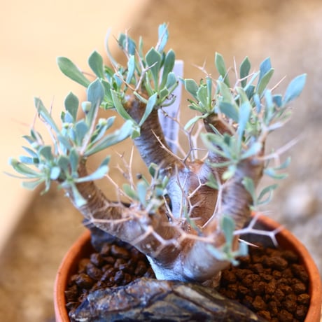 YAMABACHI × Othonna  euphorbioides   no.102252