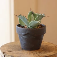 アガベ ドラゴントゥース 15センチ鉢 園芸ネット本店｜アガベ