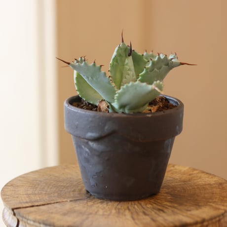 Agave hyb. potatorum×Isthmensis × YAMABACHI var. takero pot  no.112-11
